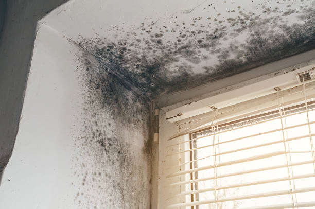 Affordable Mold Removal solutions in Cedar Park, TX